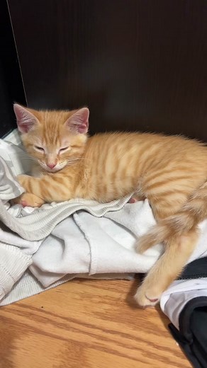 Meet Potato: The Story Behind This Adorable Orange Kitten