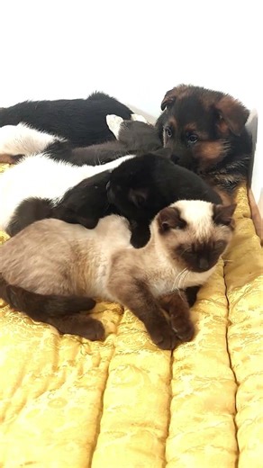 German shepherd Puppy Got Action In His Room