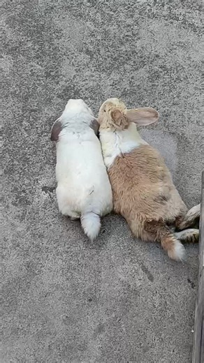 Tofu & Potato (@tofuandpotato)’s videos with I'll Never Let You Go - Official Sound Studio