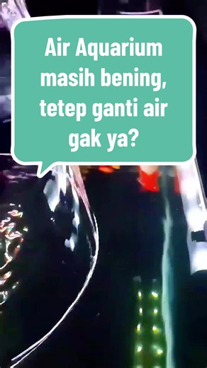Perawatan Akuarium: Pentingnya Ganti Air Ikan Koki