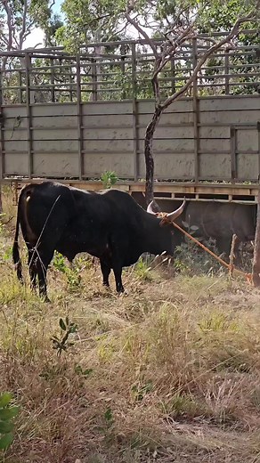 Cattle Pickup Action in Cape York