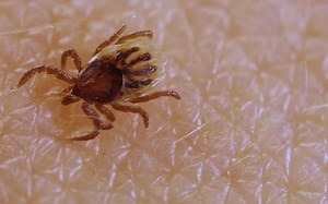 吸血虫进食过程How Ticks Dig In With a Mouth Full of Hooks - Deep Look