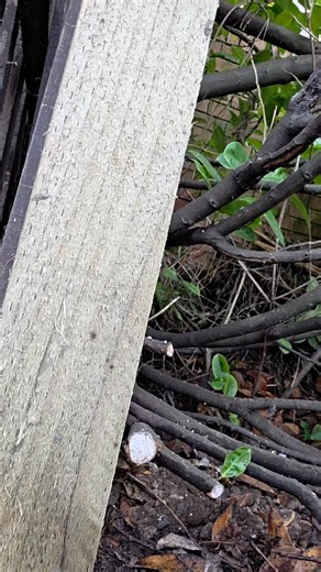 #toptips How we install fence rails 👌 . . . #fencing #landscaping #fencingcontractor #fyp | Elite Trade&Tech Services