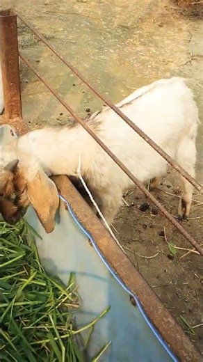 goat farm in nepal | goat farm in india | goat farm in village | daily vlog in village #goat #shorts