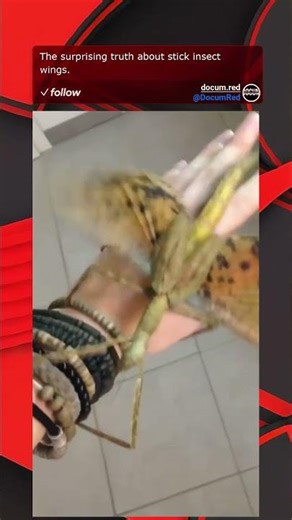 The surprising truth about stick insect wings.