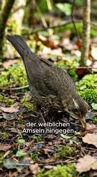 Diesen Vogel hörst du fast jeden Tag...
