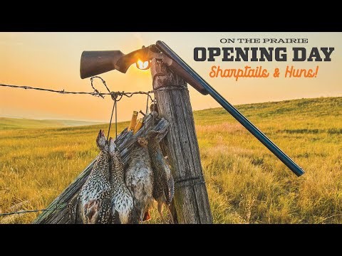 It's Been HOT! Opening Day 2023 Sharptails and Huns!