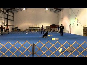 AKC Beginner Novice Obedience (Match) Greater Swiss Mountain Dog