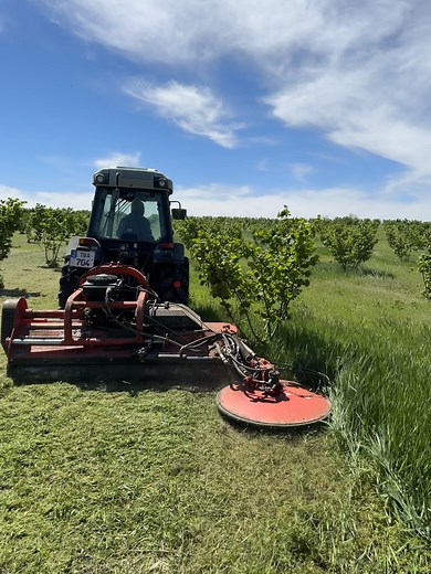 Lucrări de primăvară în livada de alun