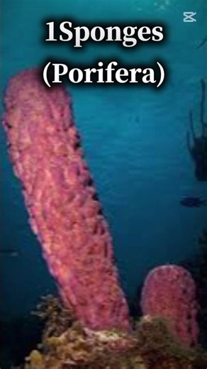 Top 10 Oldest Species Still Alive in the World Today #top10 #top #facts