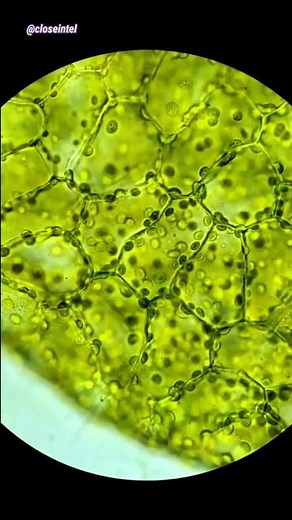 Chloroplasts Under Microscope (600x)