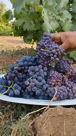 Two Varieties of Fresh Grapes 🍇 | Vineyard Harvest