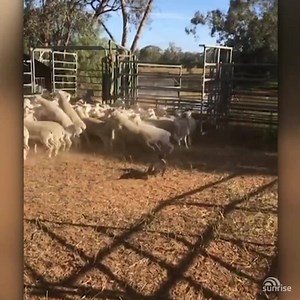 228K views · 1.1K reactions | An adorable sausage dog named Frankie has become a NSW farm's unlikely new sheep herding recruit  | Sunrise | Facebook