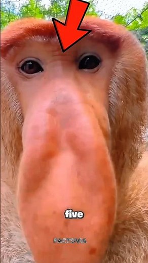 Top 5 Funniest Yet Scariest Animal Sounds Ever! 😱 #shorts