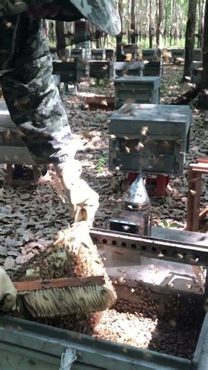 Natural Raw Honey Flow / Fresh Golden Honey Harvest 🍯🐝 #shorts