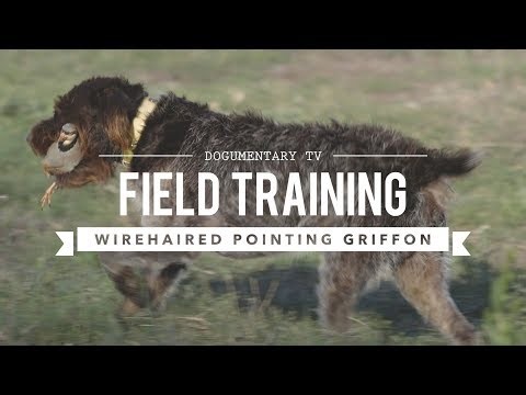 FIELD TRAINING: WIREHAIRED POINTING GRIFFON