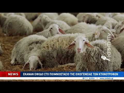 Δήλωσαν 7.427 ανύπαρκτα πρόβατα εισπράττοντας τεράστια ποσά