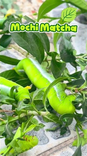 “Sâu Matcha" có thật nè mọi người ơi! 🍵🐛