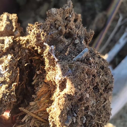 Goat Pen Compost Gold! 🐐💩 Cleaning out the goat pen and finding some compost treasure. Goat manure mixed with alfalfa bedding makes an incredible compost base packed with nutrients and organic matter. Those white spider-web looking strands? That’s beneficial mycelium, helping break everything down and feed the soil. When you see that white fungal growth in compost, it’s usually a great sign your pile is alive and thriving! #Compost #GoatManure #LivingSoil #Mycelium #RegenerativeAg