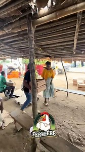 "C'EST LE GRAND JOUR ! 🐣 Suivez cette dame pour une étape cruciale de l'élevage : la récupération de ses nouveaux poussins et leur installation minutieuse dans la poussinière. De l'arrivée du camion à leur placement douillet sous la lampe, elle vous montre chaque étape pour assurer le meilleur démarrage possible de ses futurs poulets. Température, eau, aliment... chaque détail compte pour leur bien-être et leur croissance. C'est le début d'une nouvelle aventure pleine de promesses ! ✨ Quelle es