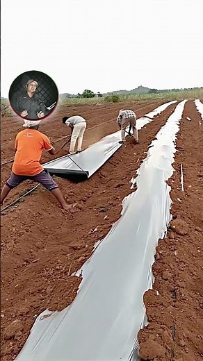 Mulching Paper Farming 🔥 Grow double crop in desi way!