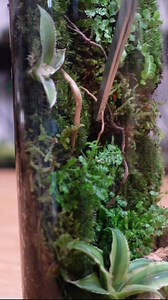 Turning a spaghetti jar into a self sustaining ecosystem 😁 #terrariums #glassart #urbanjungle #jungle #plants | Ome.home