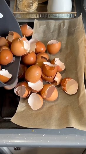 Eggshell Powder - https://IndiaMART.in/v/z6W0KNX1 Egg shell Dryer - https://IndiaMART.in/v/0zL2Kg2W Grinder Machine - https://IndiaMART.in/v/BOJ97xq8 SHARE to help SOMEONE✌️ Follow @risewithmohit if you want to start a Business🚀 [Business reels, Dropshipping products, Marketing Ideas, Ecommerce coach, Drop shipping, Shopify, Printed T-shirt, Business Ideas, Amazon seller, Online business, AI business, Franchise Business] #risewithmohit #ignitegenix #marketing #businessideas #ecommerce #ecommerc