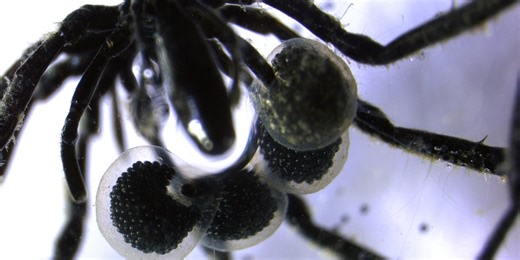 Moment of Science: Newly-discovered sea spiders powered by methane-eating bacteria