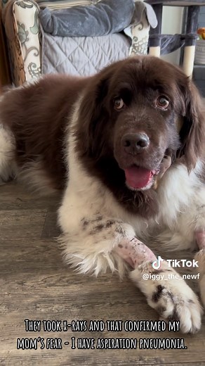 Post-Tieback Surgery Care for My Newfoundland