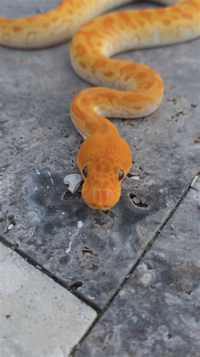 The star of our 2025 season and one of the best looking #ultramelclown combos I've ever seen!! 🔥🔥🔥 The colors, the patterns, the genetic potential — Cloud is next level quality and I can't wait to see where he takes the Ultramel Clown project 🙌🏼 Cypress Yellowbelly Pin Ultramel Clown 1.0 (NFS) Follow along for all the top of the line #ultramel goodness here @embersballpythons 🙏🏻 #ballpythonsofinstagram #familybreeder #livingart | Embers Ball Pythons