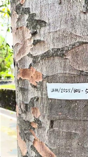 Trees at UGM Have Been Labeled with Serial Numbers