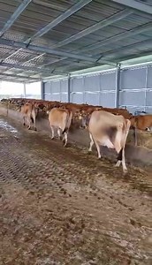 116K views · 10K reactions | Contented cows, chomping on hay, relishing in the warm and dry new shed that Luke has built just in time for winter @wallacedalejerseys #JerseyCows #JerseyMilk #DairyFarmer #WinterIsComing #HappyCows #WallacedaleJerseys | Gippsland Jersey | Facebook
