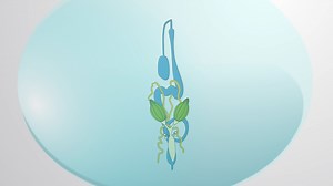 Dissection of the Midgut from an Adult Fly: A Method for Isolating the Digestive Tract