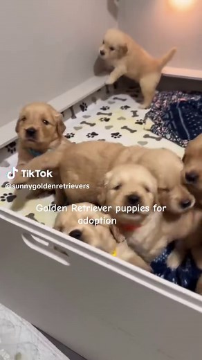 Golden Retriever puppies for adoption near me