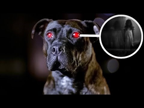 Can Dogs See Ghosts or Spirits? Checkout what science has to say about this.
