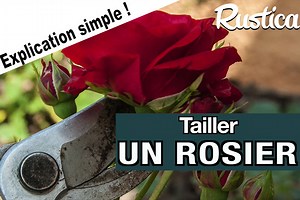 Comment tailler un rosier remontant pour des fleurs éclatantes ?