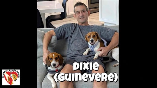 ADOPTED! ADOPTED! 16 precious Beagles were adopted during the busy month of September and are settling into their furever homes with 16 amazing families❤️🐾 Thank you for having SEBR a part of your Beagle life! | SouthEast Beagle Rescue