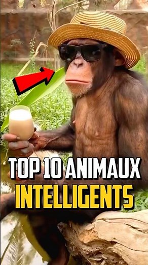 TOP 10 DES ANIMAUX LES PLUS INTELLIGENTS !