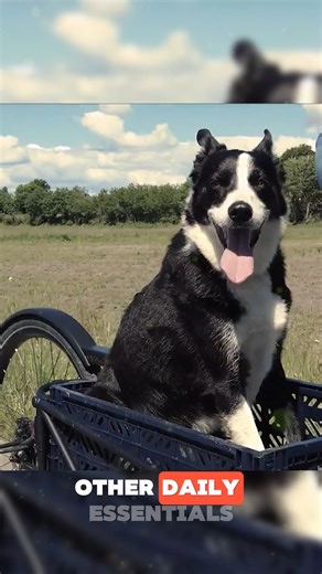 A Bike With a Hidden Surprise This innovative bicycle includes a unique built-in feature that makes riding safer and more convenient. Designed for modern commuters, it enhances performance while adding smart functionality. A perfect blend of technology and design, making it ideal for daily travel and eco-friendly transportation. #SmartBike #UrbanMobility #EcoTransport credits : convercycle_bikes/IG, berg_bier_ /IG | WebEye News