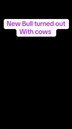 56K views · 994 reactions | New Bull turned out on cows #cow #cattle #farm #farming | thecussingfarmers | Facebook