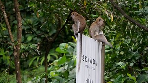 41K views · 251 reactions | Kevin Na clocks a record time. A python on the green. Justin Thomas shaves. The Good, Bad and Unusual. | PGA TOUR | Facebook