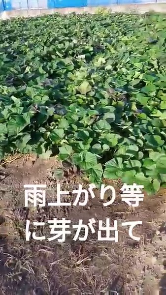 薩摩芋の収穫r7/9/27