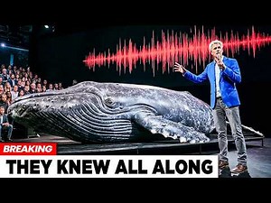 AI Finally Decoded Whale Language — The First Message Shocked Scientists