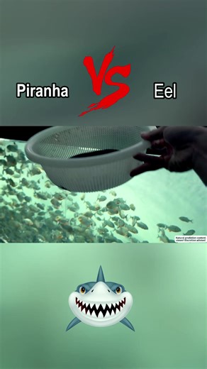 Piranha Vs Eel: Unraveling Fish Feeding Behavior