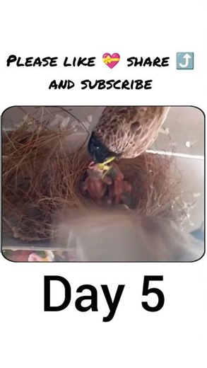Red Vented bulbul baby day 5 (92) #shorts #viral #newtrend #explore #bulbul #redventedbulbul #birds