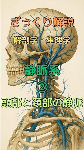 ざっくり解説 解剖学・生理学 静脈系② 頭部と頚部の静脈 #柔道整復師学生#理学療法士 #解剖学 #看護師 #看護学生 #shorts