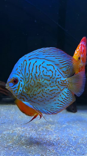 The Ultimate Guide to Discus Fish Keeping
