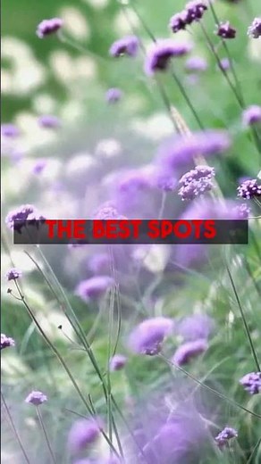 Provence Lavender Fields Your Travel Guide