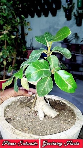 Banian Bonsai | Banian Bonsai Tips #banian #shorts #gardening