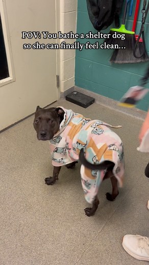 61K views · 124K reactions | Her little hops walking to the office...